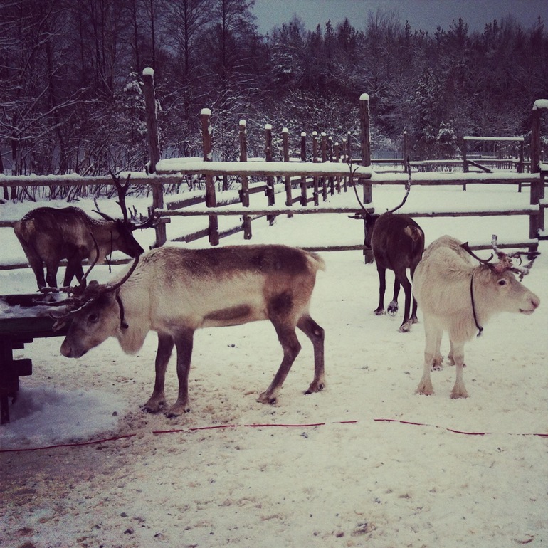И мчит меня олень в свою страну оленью