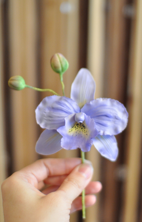 Мои первые орхидеи