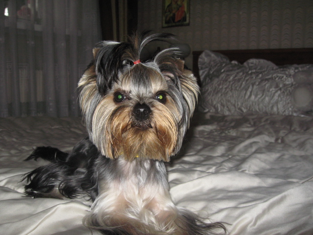 Подрастает мой Арсюша, Арси, Арсинал...))