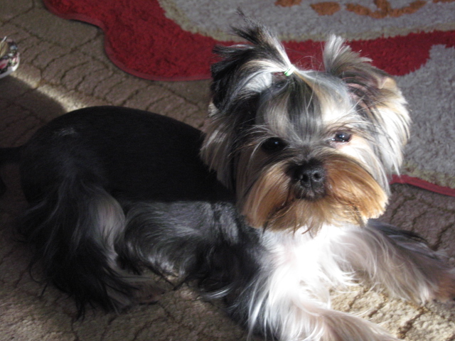 Подрастает мой Арсюша, Арси, Арсинал...))