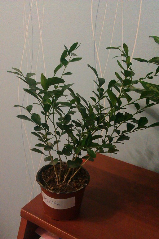 Мои новые цветочки