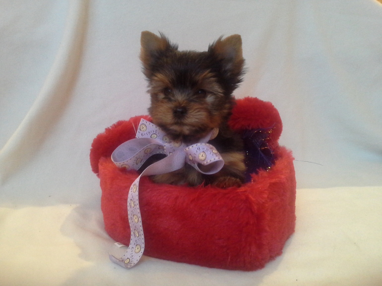 Ну вот мы подросли, скоро начинаем искать мам и пап)))