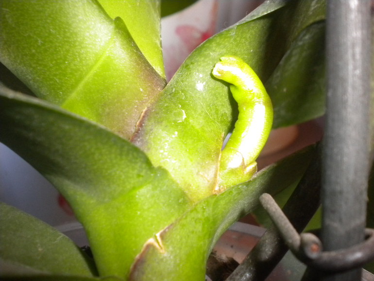 объясните что это