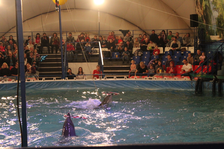 Дельфинарий!