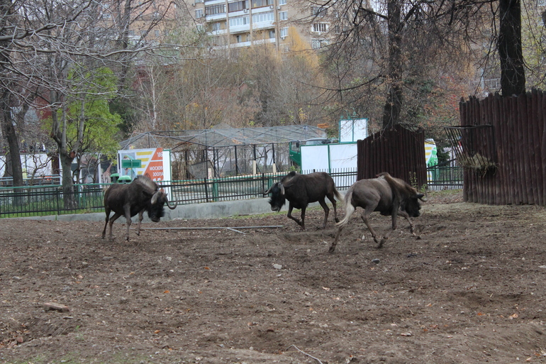 Осенний зоопарк!