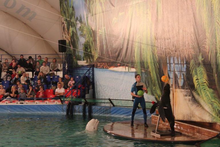 Дельфинарий!