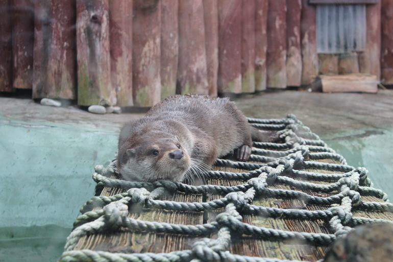 Осенний зоопарк!