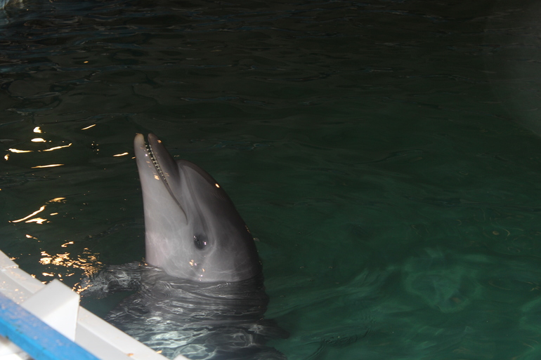 Дельфинарий!