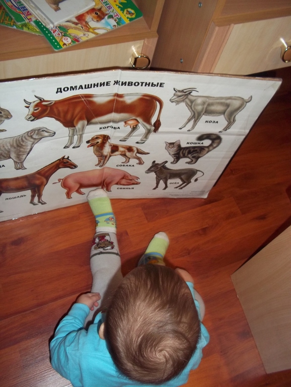 ТЗ Свинья, поросенок