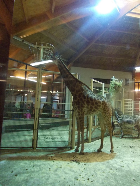 Наш вчерашний день. Зоопарк.