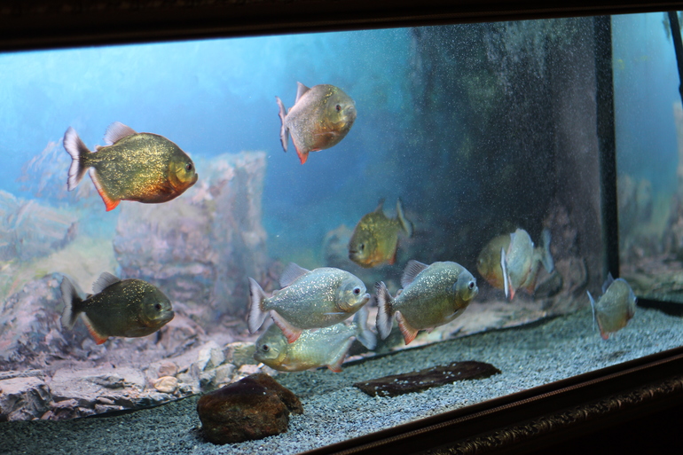 Всеросийский выстовочный центр.