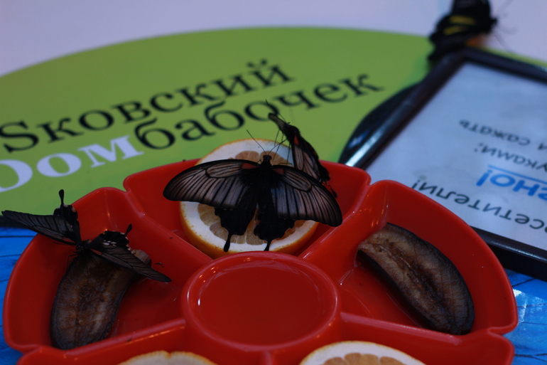 Всеросийский выстовочный центр.