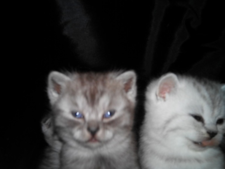 Подскажите ОКРАС и вообще какие они получились.