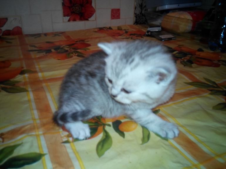 Подскажите ОКРАС и вообще какие они получились.