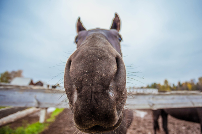 Терапия. Советую всем измотанным ожиданием и холодной осенью.