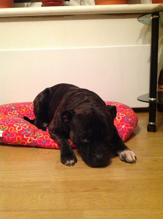 Как мой песик проводит время дома один :)