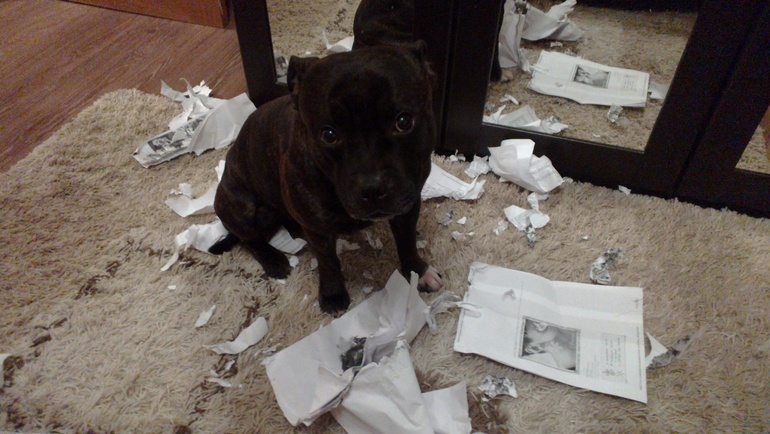 Как мой песик проводит время дома один :)