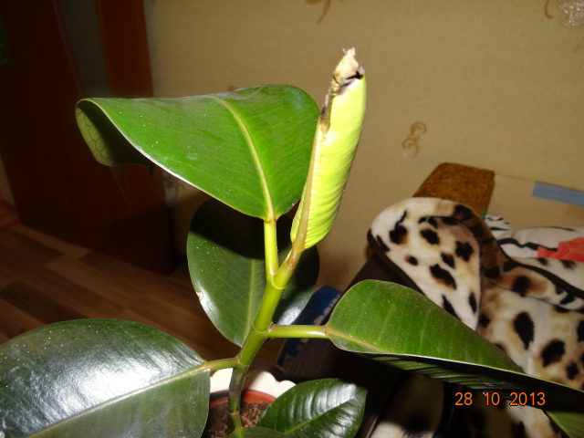 Фикус каучуковый