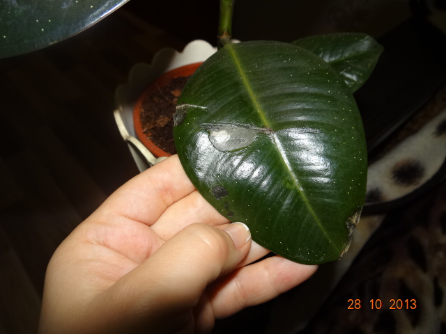 Фикус каучуковый