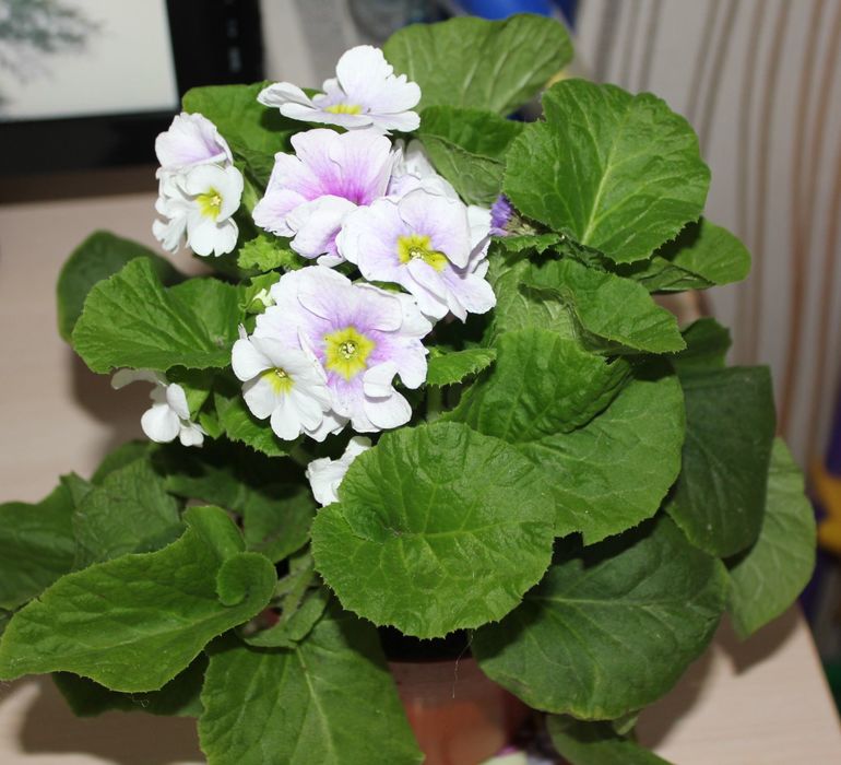 Как называются?