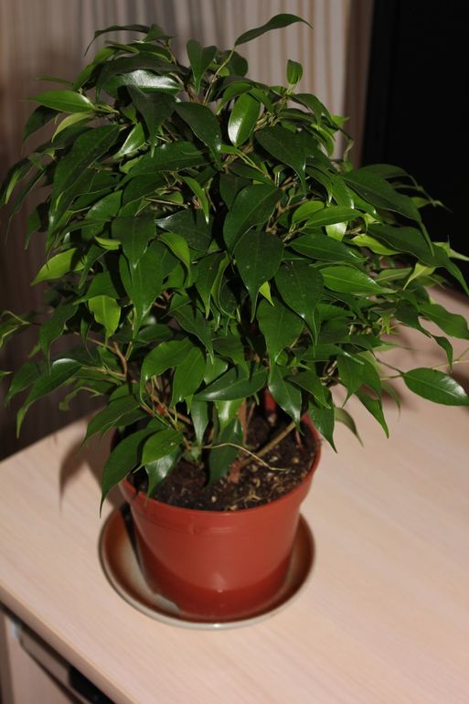 Как пересадить фикус?