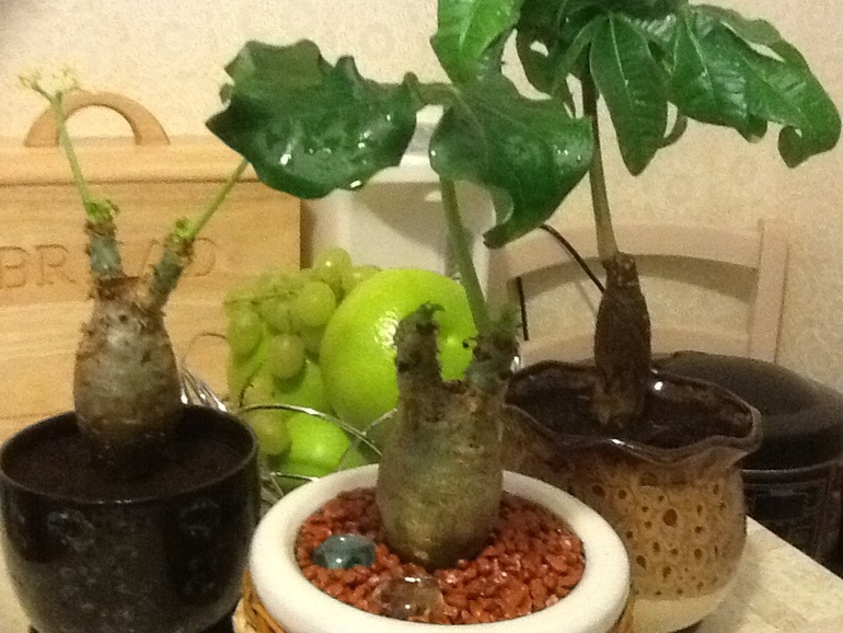 Инопланетные обновки:)