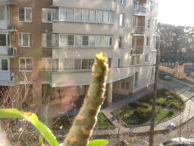 Результат от фитогормона