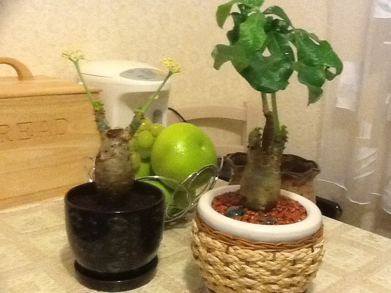 Инопланетные обновки:)