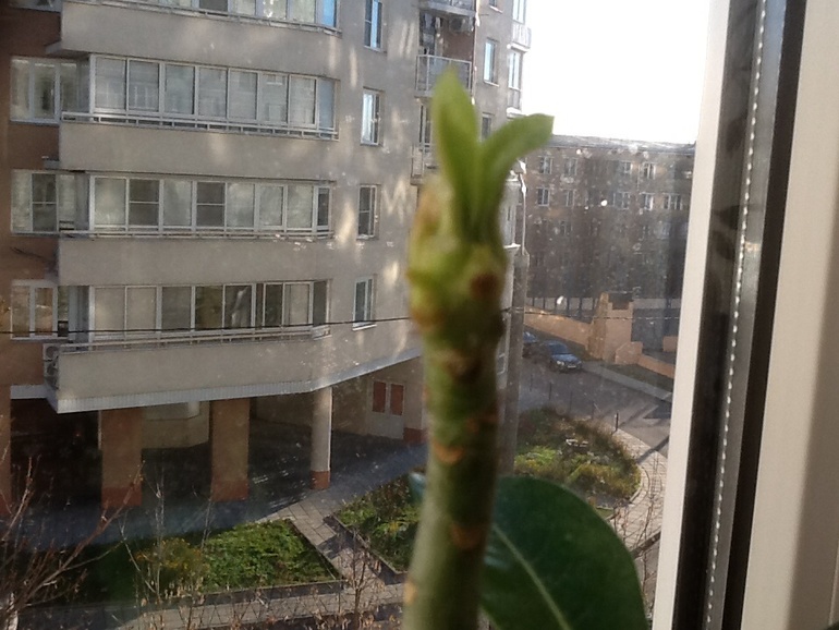 Результат от фитогормона