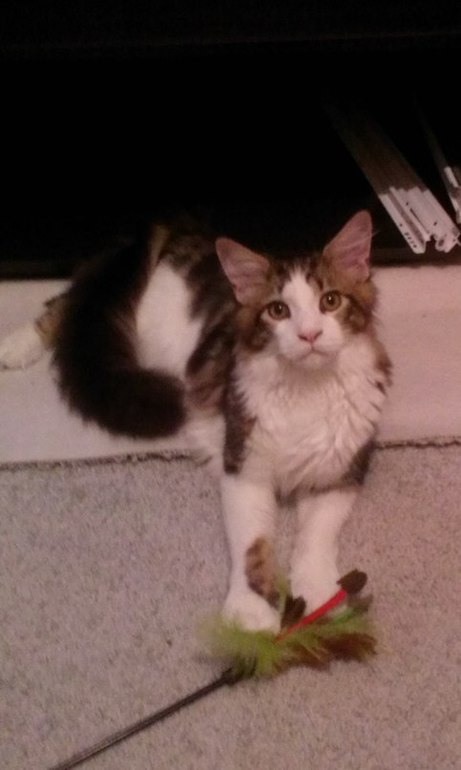 Принимайте в ряды владельцев домашних животных))))