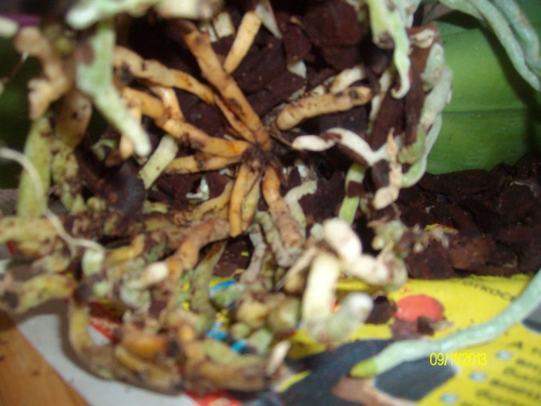 Пересаживаю орхидею. Нужна помощь!!!