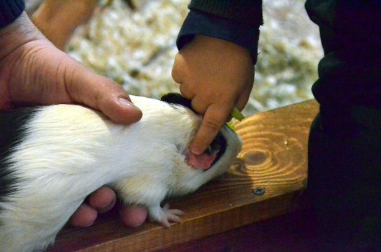 Контактный зоопарк на ВВЦ (много фото)