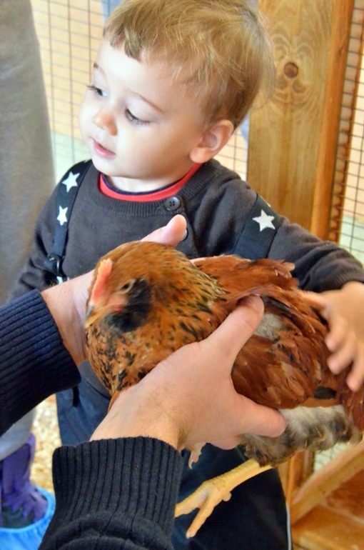 Контактный зоопарк на ВВЦ (много фото)