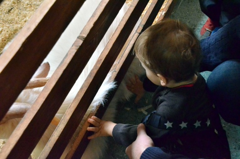 Контактный зоопарк на ВВЦ (много фото)