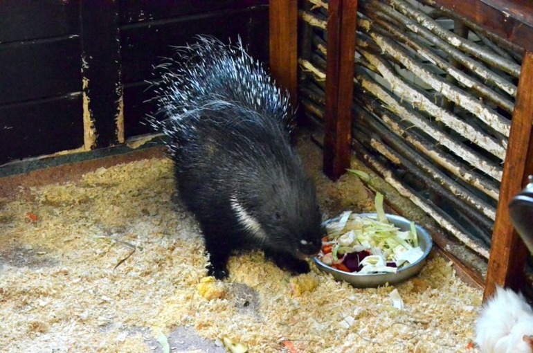 Контактный зоопарк на ВВЦ (много фото)