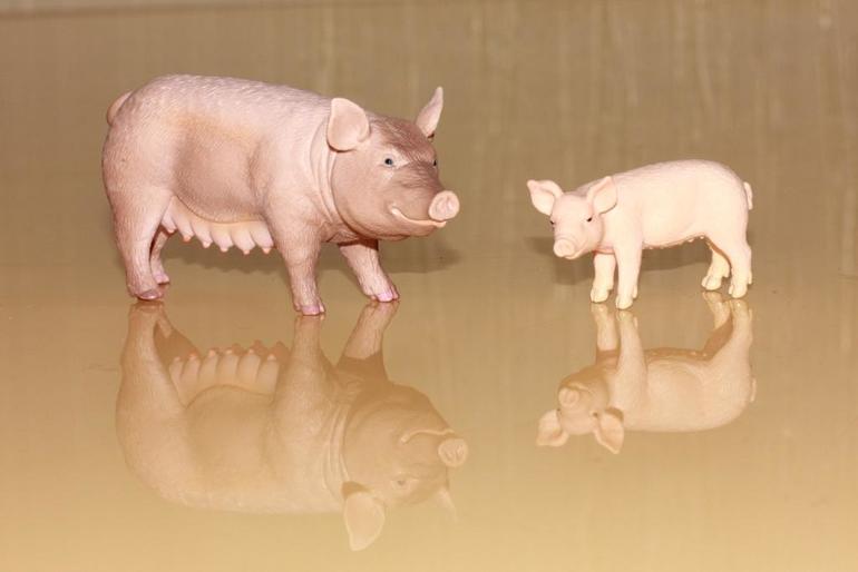 Изучаем животных.