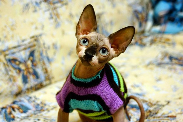 Девочки рукодельницы!  Кто-нибудь вяжет на заказ ?