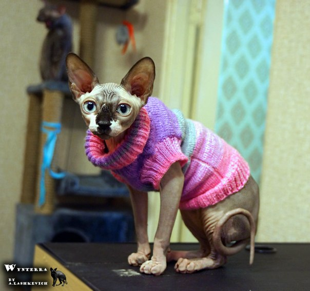 Девочки рукодельницы! Кто-нибудь вяжет на заказ ?