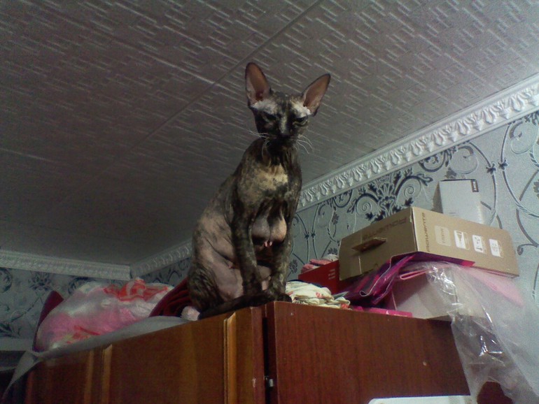 Вот это сись!!!