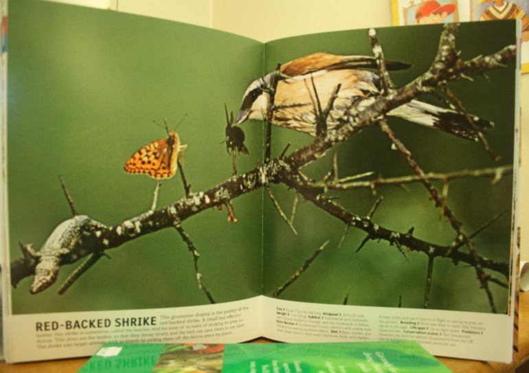 Наше новое увлечение