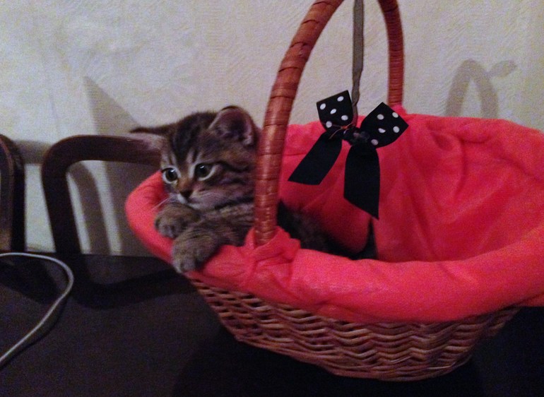 Приучение к туалету