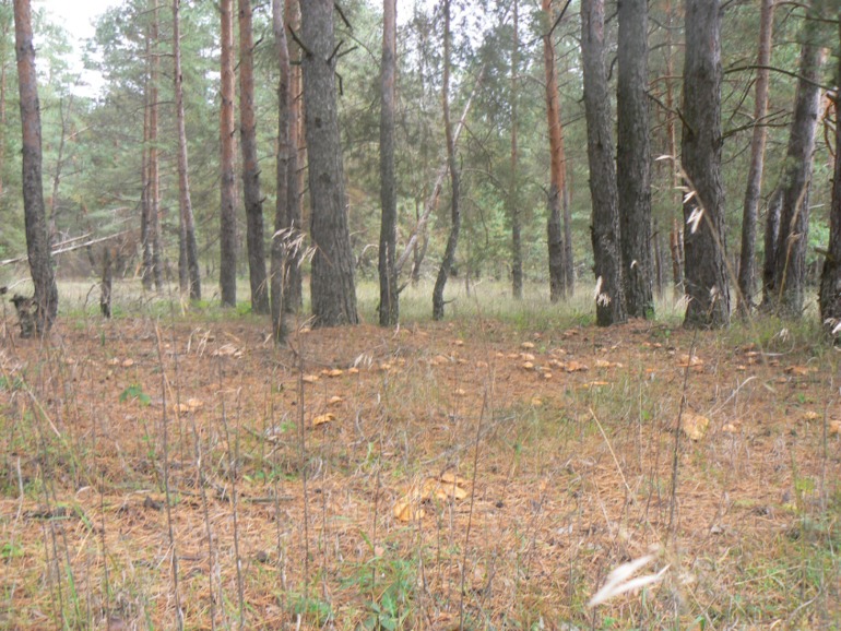 Последняя (?) вылазка))