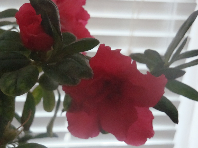 Что у меня сейчас цветет.