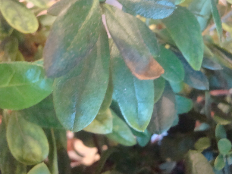 Что на листиках Азалии?