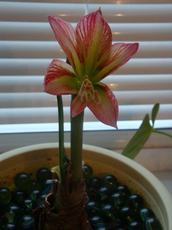 Осенние цветение Гиппика.