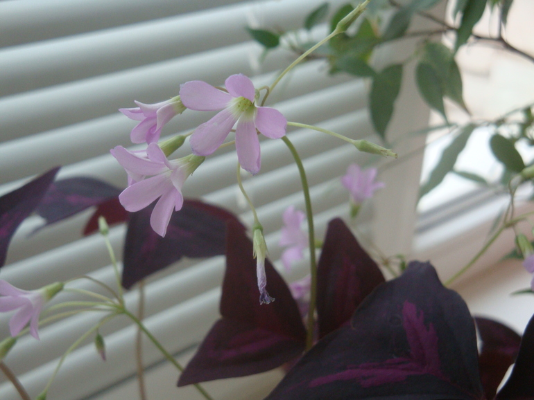 Что у меня сейчас цветет.