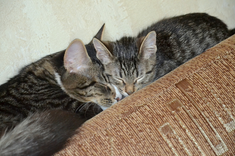 Наш Кузьма или история одного двОрянина