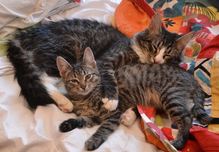 Наш Кузьма или история одного двОрянина