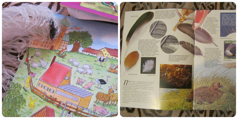 ТН Объекты природы Д 9 Перышко