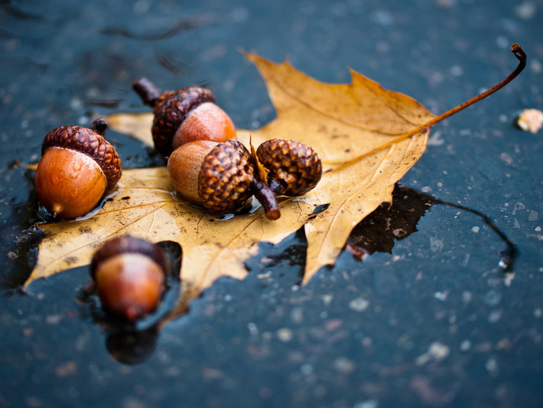 ТН Объекты природы День 4 Желудь